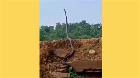 Does Video Show a 'Snake Standing Up,' Raising Its Head? | Snopes.com