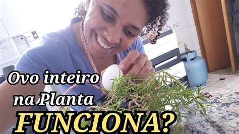 Casca De Ovo Nas Plantas E Na Nossa Alimenta O Benef Cios E Como