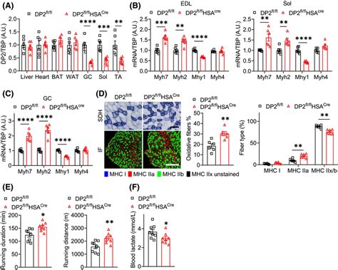 Skeletal Musclespecific Deletion Of Dp Enhances Endurance Exercise