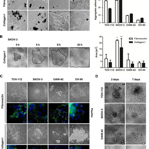 Assessment Of Adhesion Disaggregation And Invasion Capacity Of Oc Cell