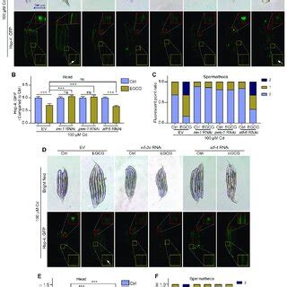 Egcg Regulates Cd Induced Er Stress Via The Eif Atf Pathway A