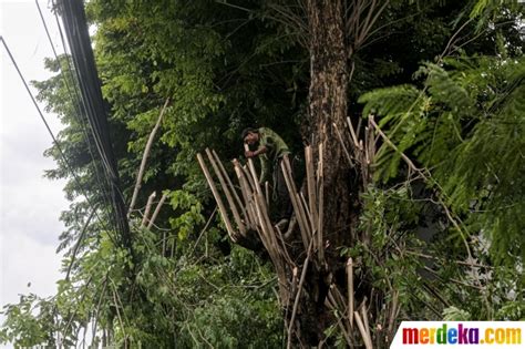 Foto Antisipasi Tumbang Petugas Pangkas Pohon Di Jalan Matraman Raya