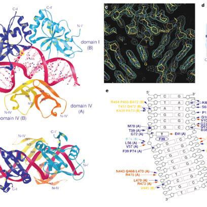 Mismatch Recognition By MutS A The DNA Binding Domains Represented By