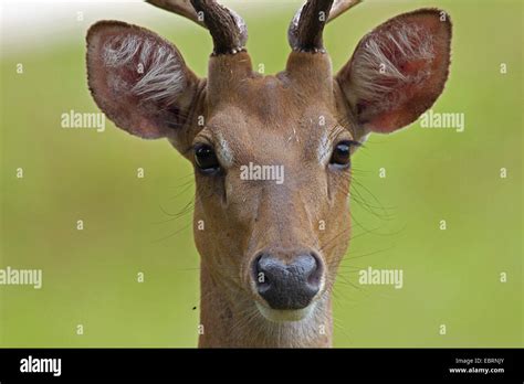 Thamin Brow Antlered Deer Eld S Deer Panolia Eldii Rucervus Eldii