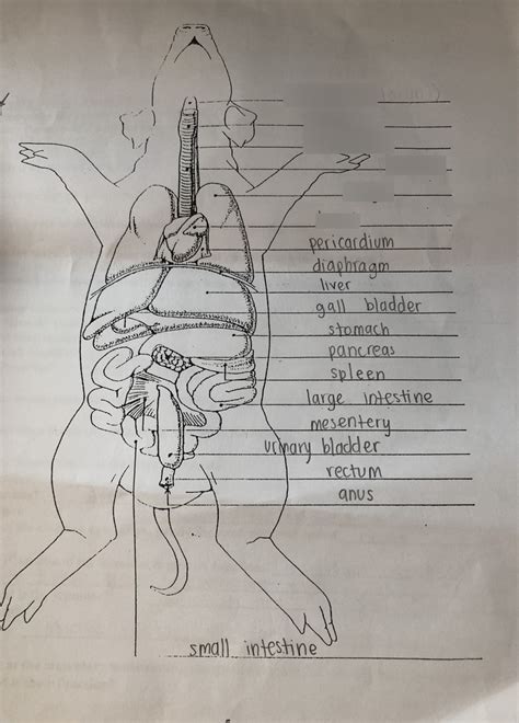 Fetal Pig Abdominal Cavity Diagram