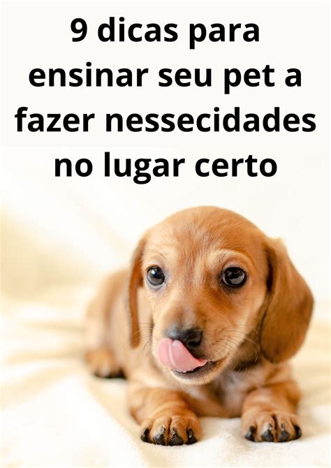 Dicas Para Ensinar Seu Cachorro A Fazer Necessidades No Lugar Certo