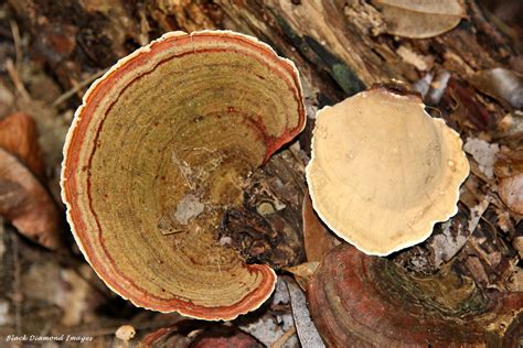 Stereum Ostrea False Turkey Tail Golden Curtain Crust Flickr