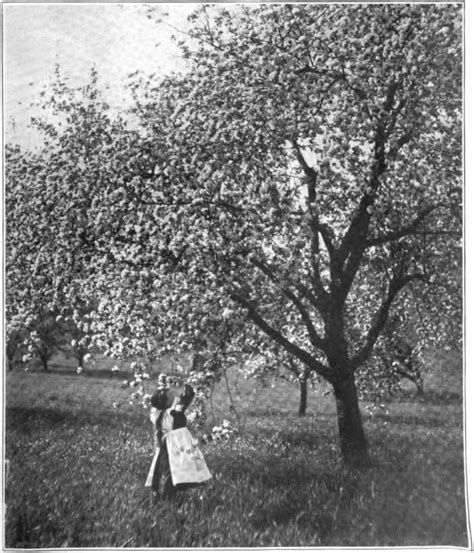 Book Page 3 — Wisconsin Horticulture Official Organ Of The Wisconsin State Horticultural Society