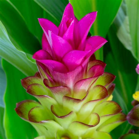 Curcuma Ornamental Ginger Rhizome Growing Guide