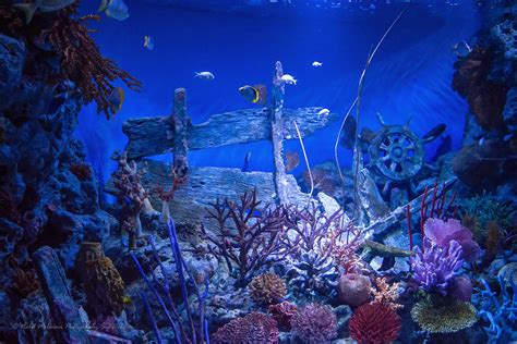 Sea Life Ocean World Siam Paragon Bangkok Nabil Molinari Flickr