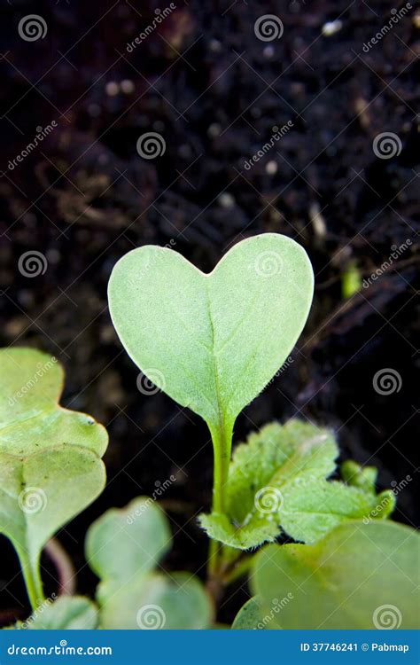 Green Heart Plant Sprouting In Garden Stock Image Image Of Spring