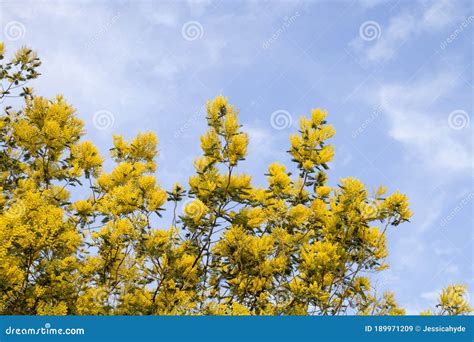 Silver Wattle Yellow Flowers Blooming Stock Image - Image of cassie, decorative: 189971209