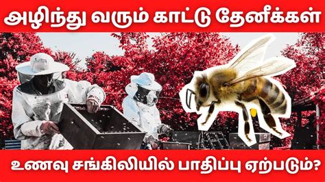 Bees How Important Are They And What Would Happen If They Went Extinct Dw Vikatan Youtube