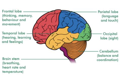 Nurs 234 Exam 4 Intracranial Regulation Flashcards Quizlet