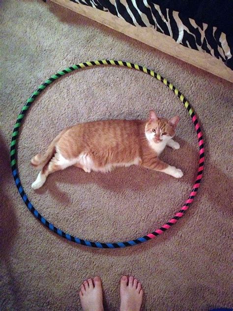 Cat Circles The Phenomenon In Which A Cat Will Always Sit Inside A