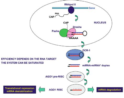 Simplified Mechanism Of Microrna Mir Pathways A Simple Scheme For