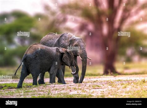 Silueta de elefante bebé fotografías e imágenes de alta resolución Alamy