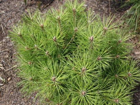 Sosna Czarna Benelux Pinus Nigra Sadzonki W Dobrej Cenie