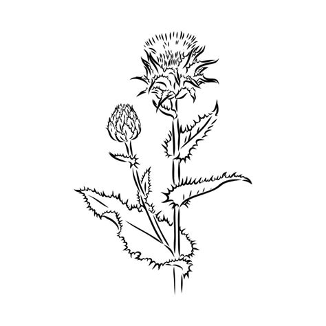 milk thistle flower sketch 48390214 Vector Art at Vecteezy