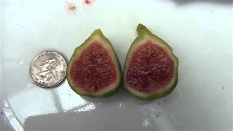 Fig Variety 143 36 Emerald Strawberry Youtube