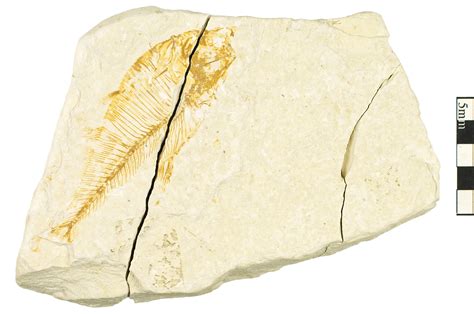 Fossil Ray-finned Fish | Smithsonian Institution