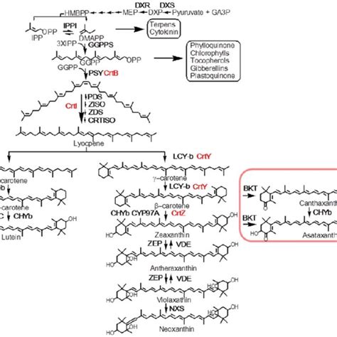 Vitamin E Biosynthesis In Plants Enzymes Are In Red Abbreviation