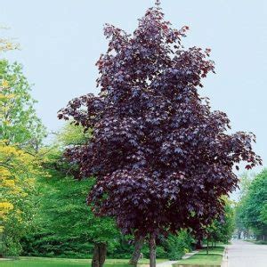 Best 5 Flowering Trees To Grow In New England - PlantNative.org