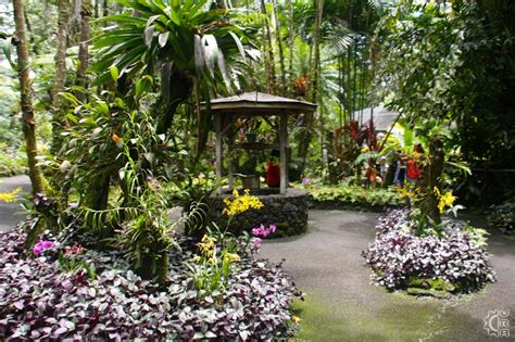 Hawaiian Tropical Botanical Garden In Hilo Big Island Hawaii