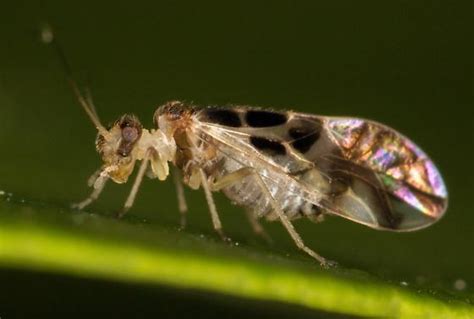 Psocodea Graphopsocus Cruciatus Bugguide Net