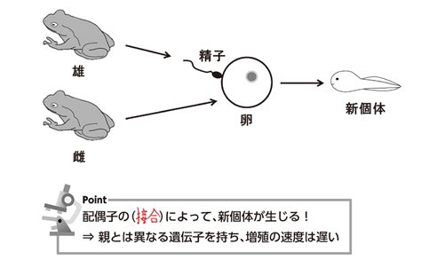 高校生物をわかりやすく教えてください 細胞・遺伝・生殖・発生 高校生物をわかりやすく教えてください 細胞 遺伝 発生 生殖