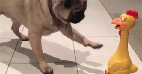 Esta Pug N O Sabe Se Foge Ou Brinca Sua Nova Amiga Uma Galinha De