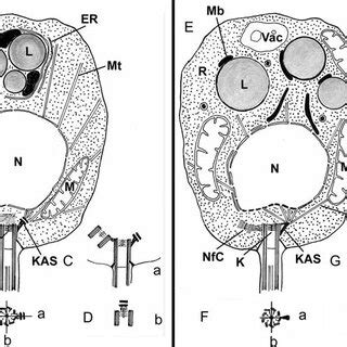 Schematics of sections through zoospores illustrating arrangement of ...