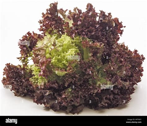 Salat Lollo Rosso Stock Photo Alamy