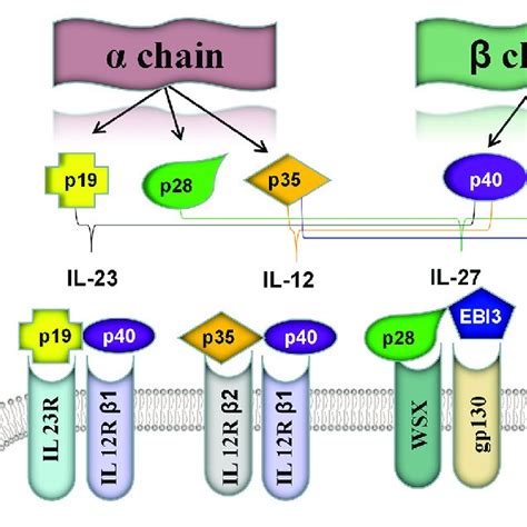 | Five known members of the IL-12 family cytokine subunits and their ...