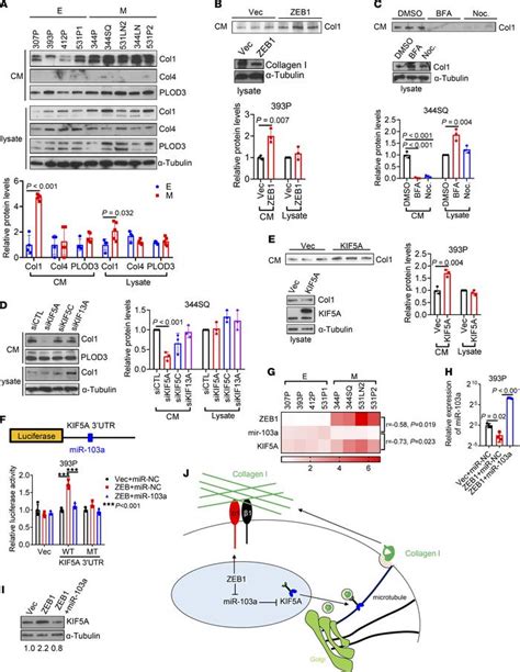 JCI Insight Transcriptional Control Of A Collagen Deposition And