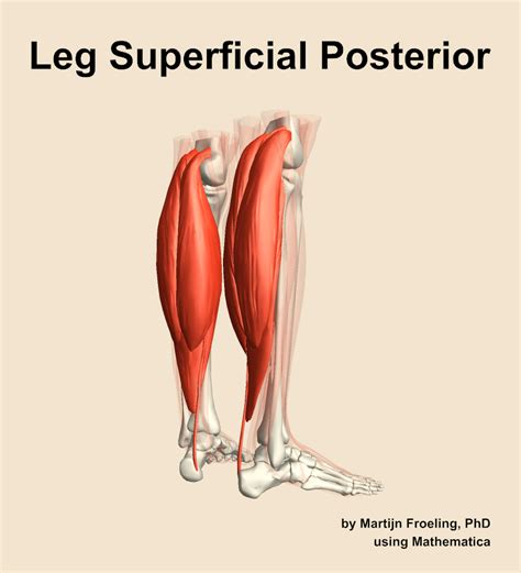 Muscles Of The Superficial Posterior Compartment Of The Leg