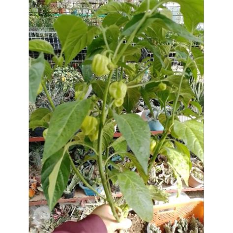 HOT CHILI Habanero Siling Demonyo For Luzon Area Only Shopee Philippines
