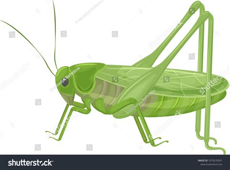 Green Grasshopper Realistic Style Green Locust Vector De Stock Libre De Regalías 1975670501