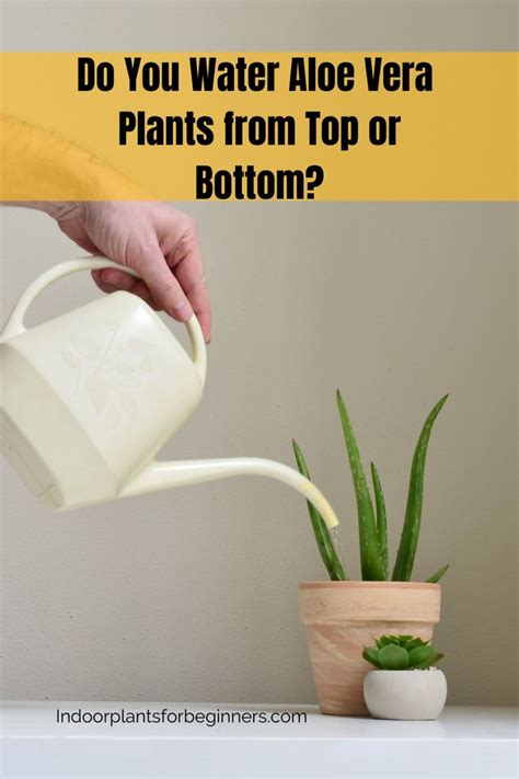 Do You Water Aloe Vera Plants From Top Or Bottom Aloe Vera Plant Aloe Vera Plant Indoor