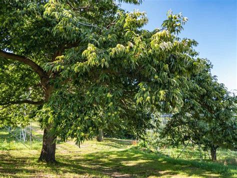 Vivero de castaños Maruxa disponibles todo el año Plantamus Vivero