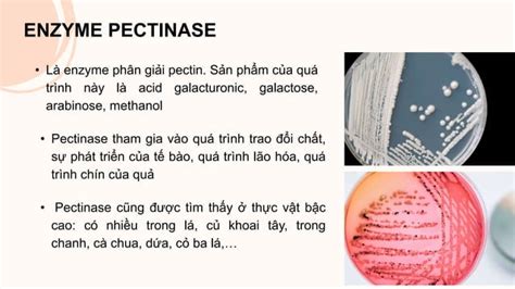 Enzyme Pectinase Pptx