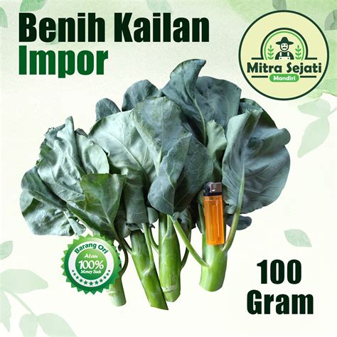 Jual Benih Kailan Super 100 Gram Repack Impor Batang Besar Jaminan