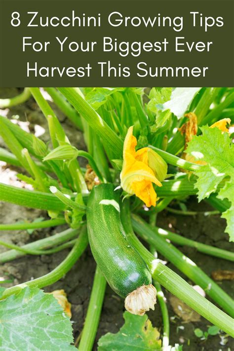 8 Zucchini Growing Tips For Your Biggest Ever Harvest This Summer