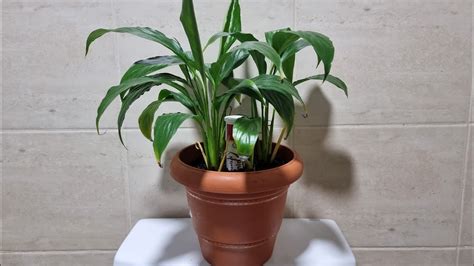 Boy D Xplorer At Home Best Self Watering DIY Pot For Peace Lily Money