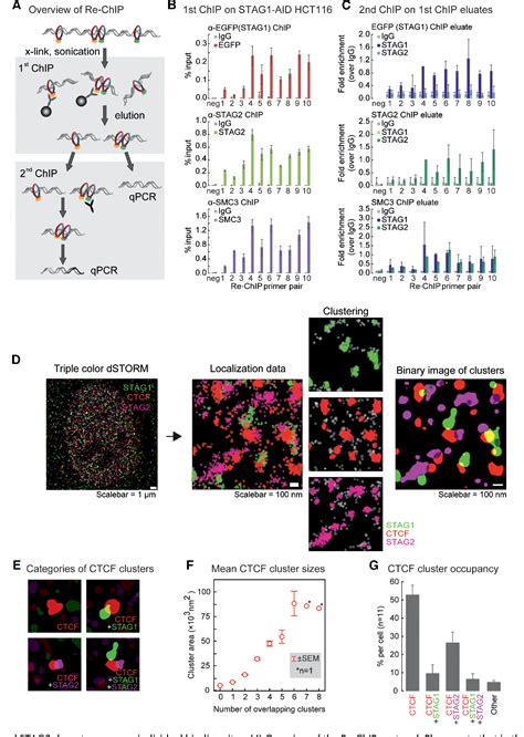 Figure From Redundant And Specific Roles Of Cohesin Stag Subunits In