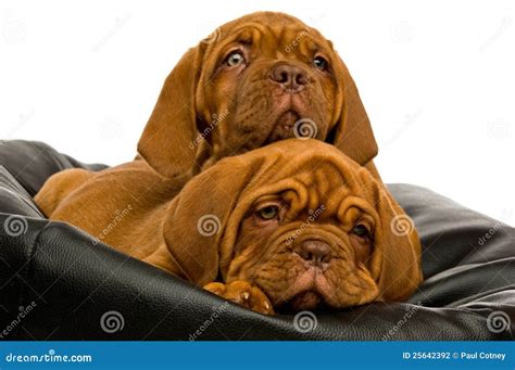 Dogue De Bordeaux Puppies Stock Photography - Image: 25642392