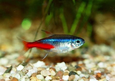 Neon Tetras Care Guide Varieties Lifespan More Vet Approved Info