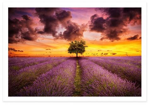 Lavender Sunset - TZ Prints - Fine Art Photography