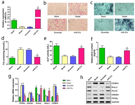 Mirna A Up Regulation Attenuated Adipogenic Differentiation And