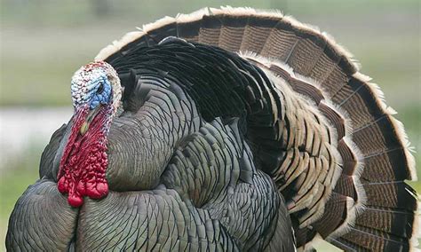 Turkey — Texas Parks And Wildlife Department Texas Pheasant Population